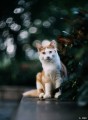 obiektyw-ttartisan-75mm-f1.5-biotar-replica-m42_14.jpeg
