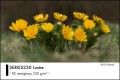 papier-fotograficzny-fomei-photo-series230-lustre-arkusze_03.jpeg