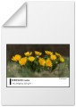 papier-fotograficzny-fomei-photo-series230-lustre-arkusze_01.jpeg