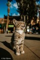 obiektyw-sony-fe-16mm-f-1.8-g-sel16f18g_07.jpg