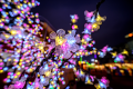 obiektyw-venus-optics-laowa-cd-dreamer-9mm-f28-zero-d-do-leica-l_13.jpg