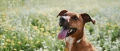 cc93d8e0f47b586de547ae5202007ebc619f04ab-1320x566.webp