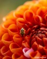 obiektyw-sony-fe-100mm-f2.8-macro-gm-oss-sel100m28gm_03.jpg