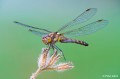 obiektyw-sony-fe-100mm-f2.8-macro-gm-oss-sel100m28gm_04.jpg