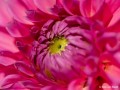 obiektyw-sony-fe-100mm-f2.8-macro-gm-oss-sel100m28gm_06.jpg