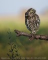 aparat-cyfrowy-sony-a6700-body-ilce-6700_13.jpeg