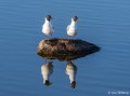 obiektyw-sony-fe-100-400mm-f4.5-gm-oss-sel100400mcw_10.jpg