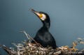 obiektyw-sony-fe-100-400mm-f4.5-gm-oss-sel100400mcw_13.jpg