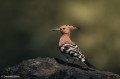 obiektyw-sony-fe-100-400mm-f4.5-gm-oss-sel100400mcw_14.jpg