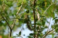 sony-a7r-vi_21.jpeg