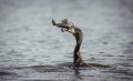 aparat-cyfrowy-sony-a9-iii-body-ilce9m3b_07.jpg