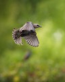 aparat-sony-a7r-v-body-ilce7rm5b_55.jpg