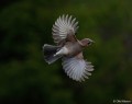 aparat-cyfrowy-sony-a1-ii-body-ilce1m2b_20.jpg