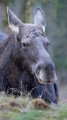 DSC06440-Poprawione-Szum.jpg