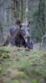 DSC06514-Poprawione-Szum.jpg