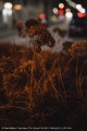 obiektyw-sony-fe-50-mm-f1.4-gm-sel50f14gm_06.jpg