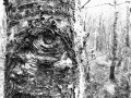 aparat-canon-powershot-sx740-hs-3.jpg