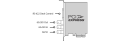 decklink-sdi-4k.png