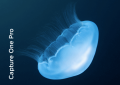 capture-one-pro-20-oprogramowanie_02.png