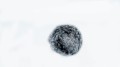 Synco_Wind-235_oslona_przeciwwiatrowa_003.jpg