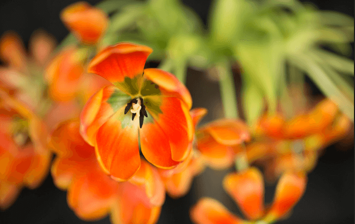 Obiektyw Carl Zeiss Otus 85mm f/1.4 ZE Canon
