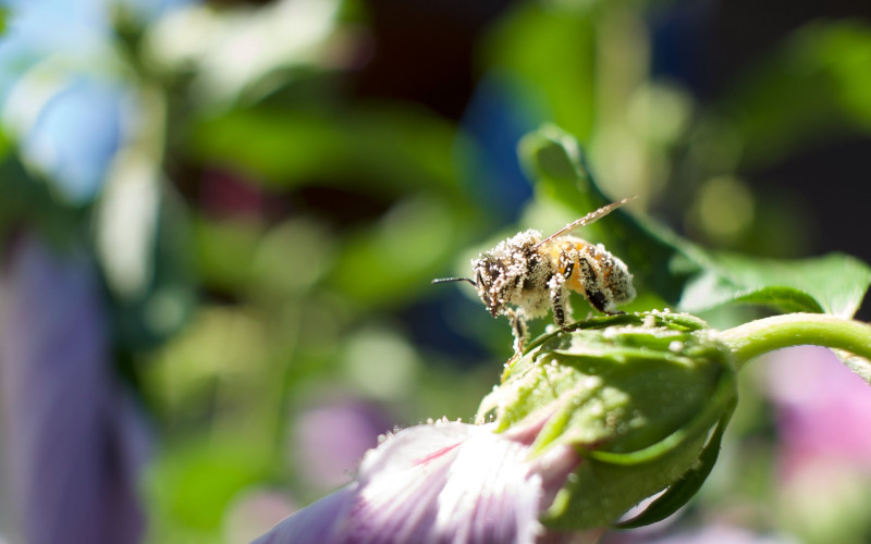 voigtlander nokto 17.5mm f/0.95 MFT Micro 4/3