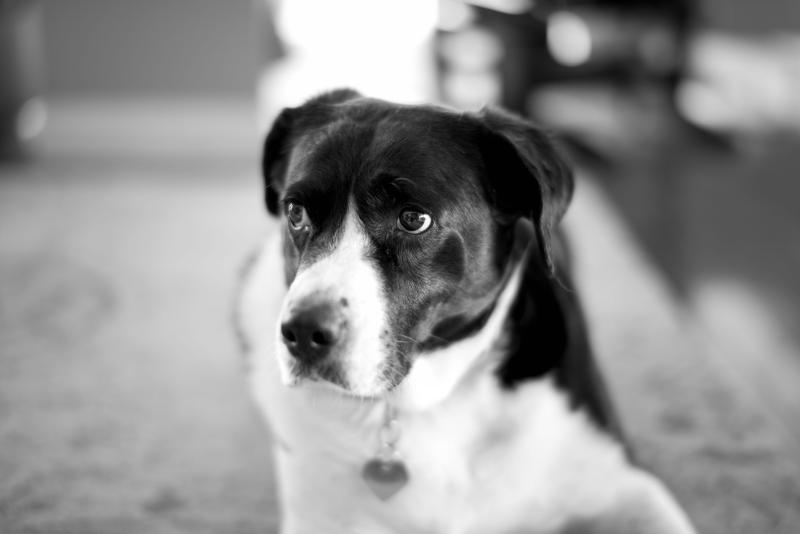 obiektyw voigtlander nokton 50mm f/1.2 sony e