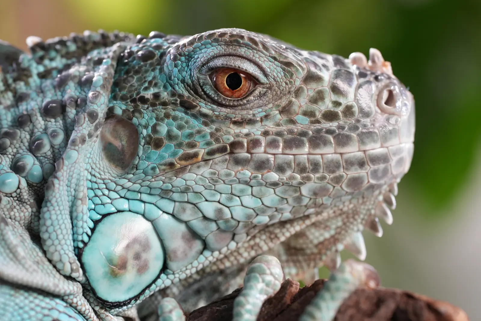 Oko i łuski legwana z bliska