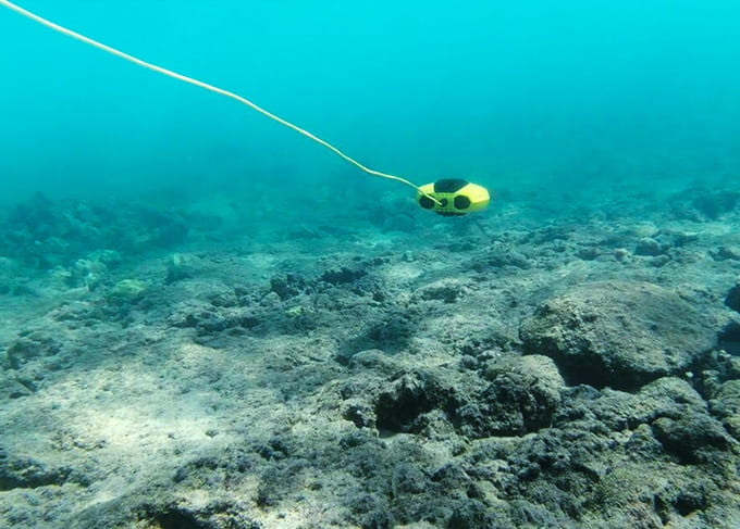 Chasing Dory