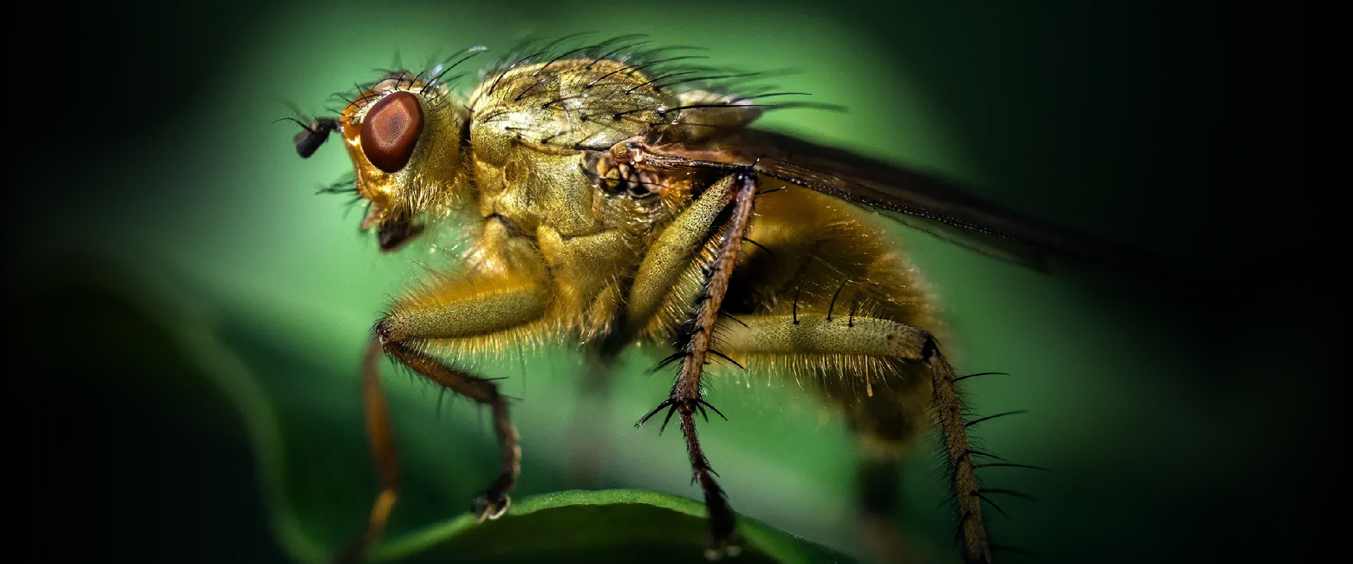 Macro fotografia
