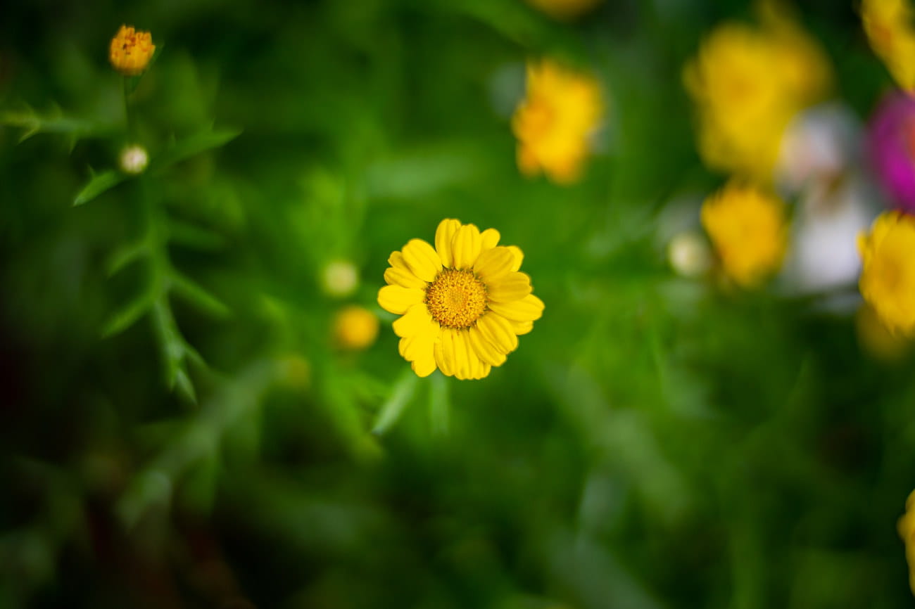 laowa 33mm f/0,95