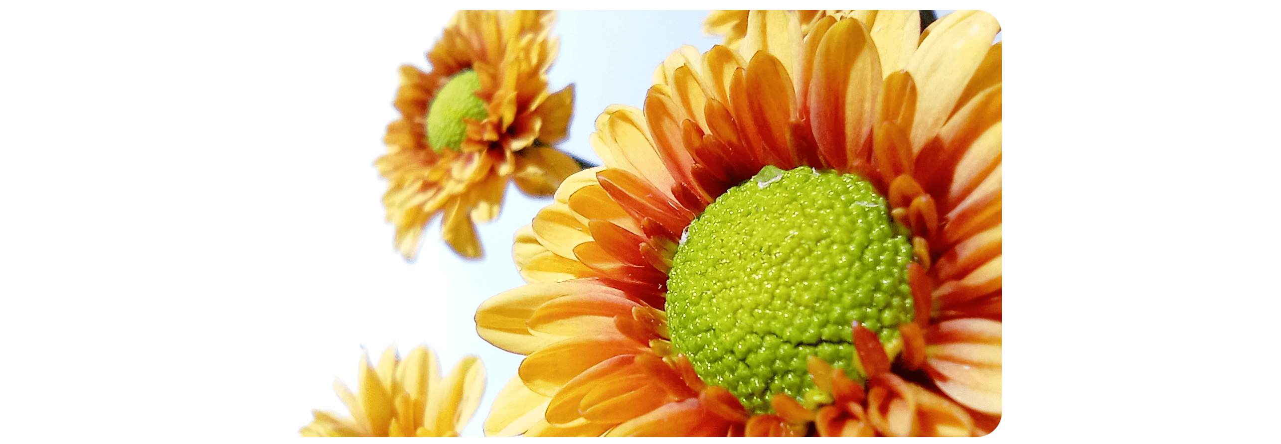  Smartfon Xiaomi Redmi 9C NFC 3/64GB Midnight Gray