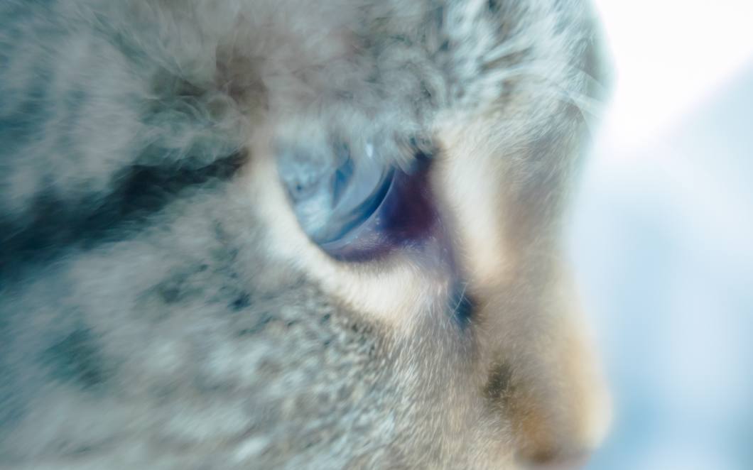 Obiektyw Lensbaby Velvet 28mm f/2.5 do Canon EF srebrny