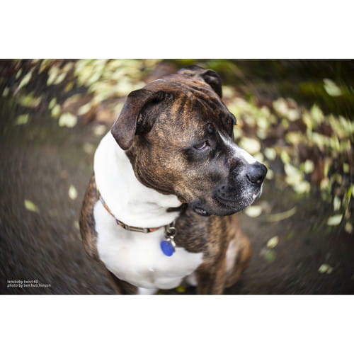 Obiektyw Lensbaby Twist 60 do Canon EF