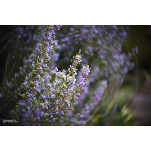 Obiektyw Lensbaby Twist 60 do Sony E