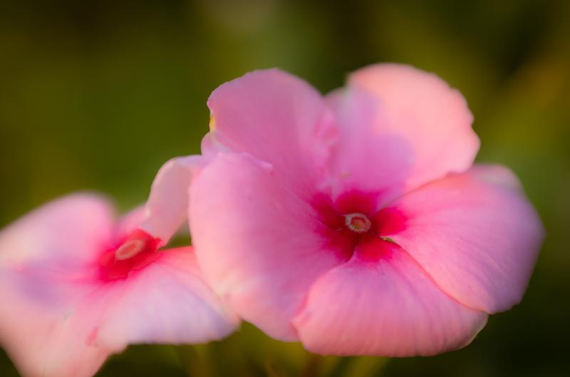 Obiektyw Lensbaby Composer Pro II w/ Sweet 80 do Nikon F