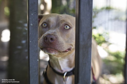 Obiektyw Lensbaby Composer Pro II w/ Sweet 80 do Fuji X