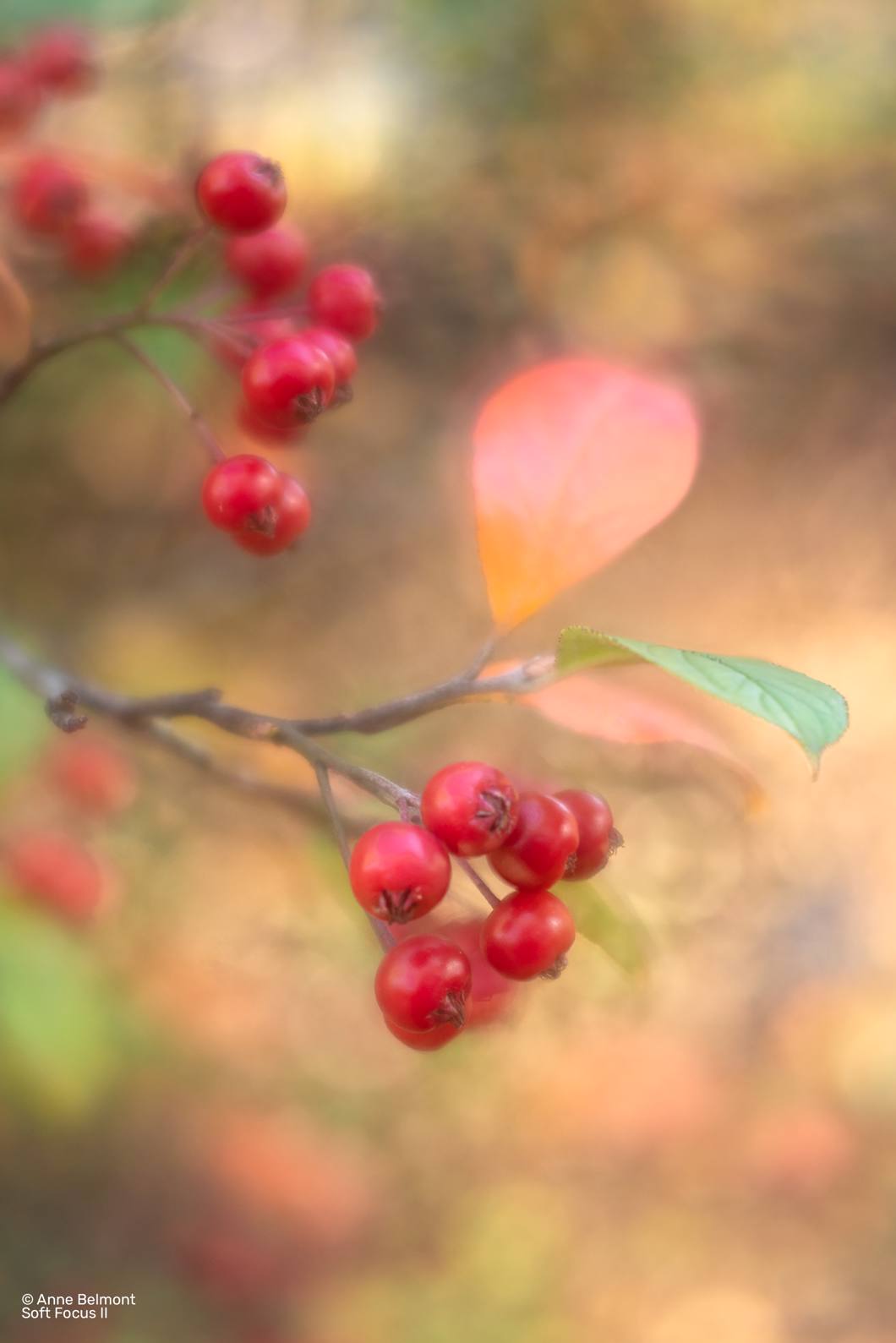 Obiektyw Lensbaby Composer Pro II W/ Soft Focus II Optic do Micro 4/3