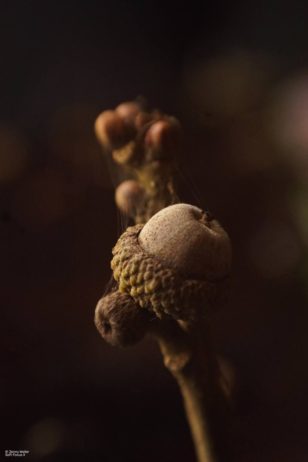 Obiektyw Lensbaby Composer Pro II W/ Soft Focus II Optic do Micro 4/3