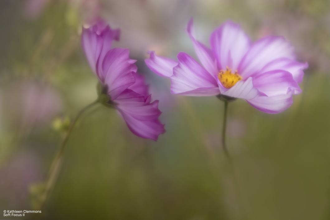 Obiektyw Lensbaby Composer Pro II W/ Soft Focus II do L Mount