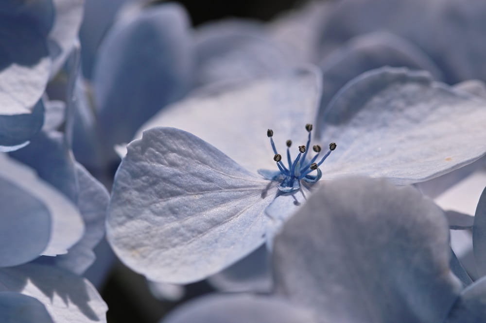 osc105/2.8 macro ex dg os hsm