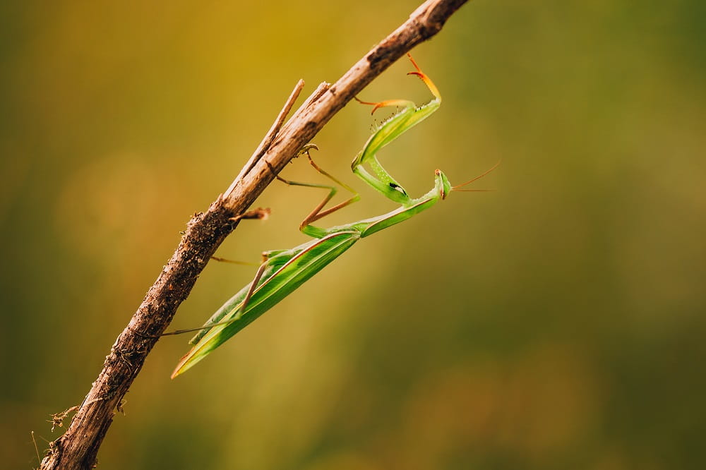 105/2.8 dg os macro hsm