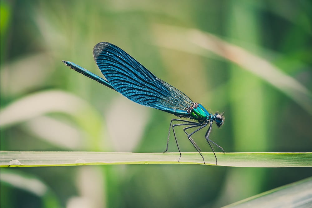 sigma af 105mm f/2.8 ex dg macro os hsm nikon f