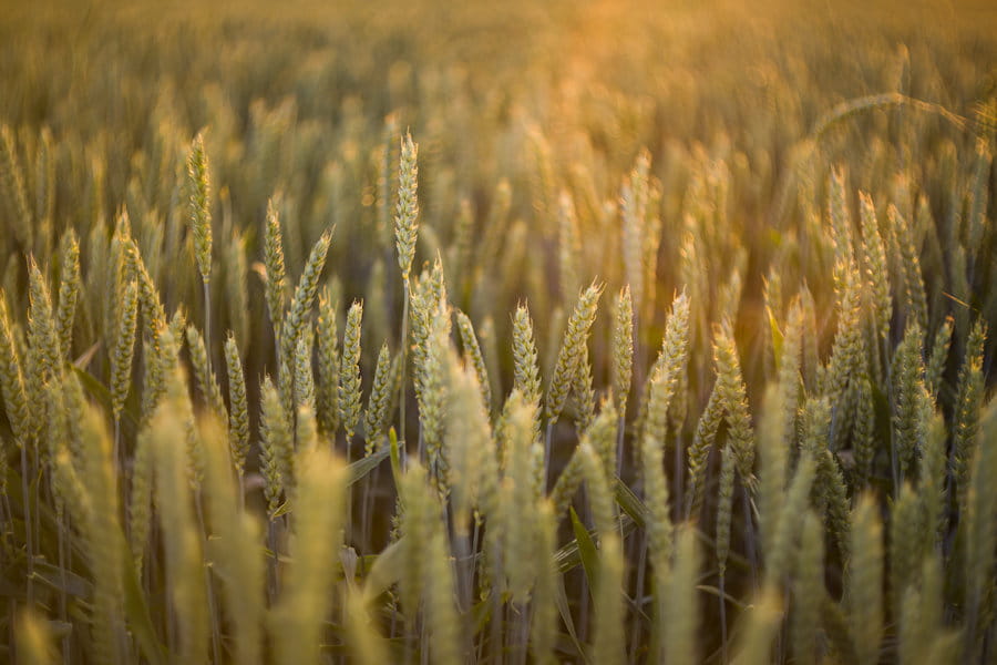 Obiektyw Meyer Biotar 58mm f/1.5 II Fuji X