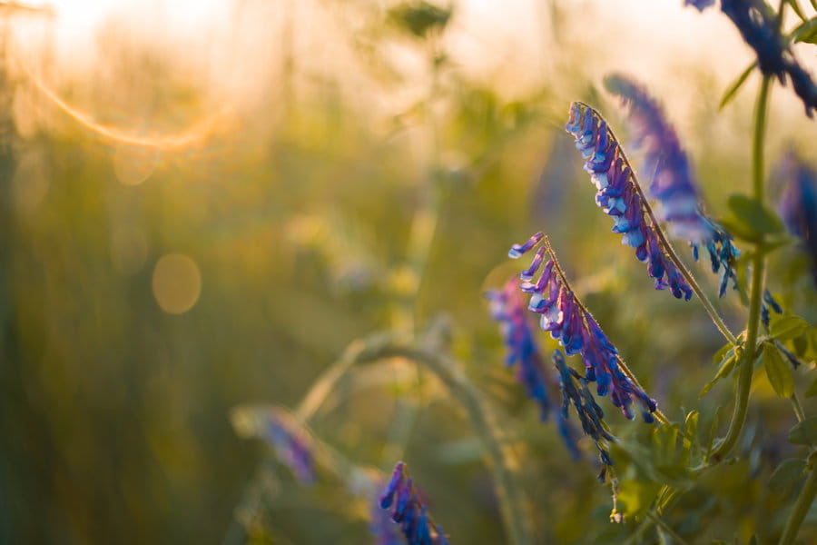 Obiektyw Meyer Biotar 58mm f/1.5 II Fuji X