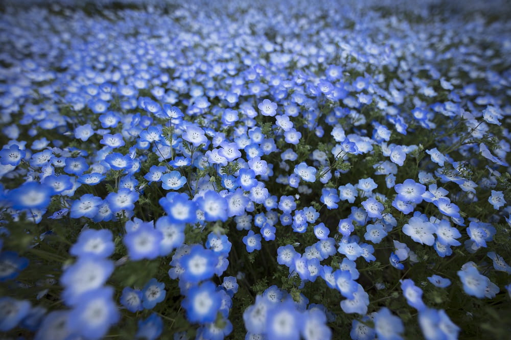 Obiektyw Sigma 14/1.8 A DG HSM Sony E