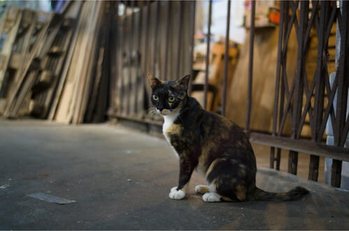 obiektyw 7artisans 35mm f2.0 leica m wen ii