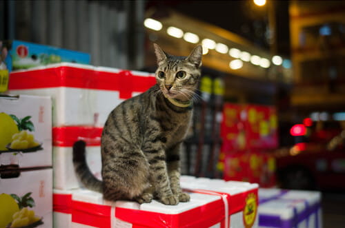 obiektyw 7artisans 35mm f2.0 leica m wen ii