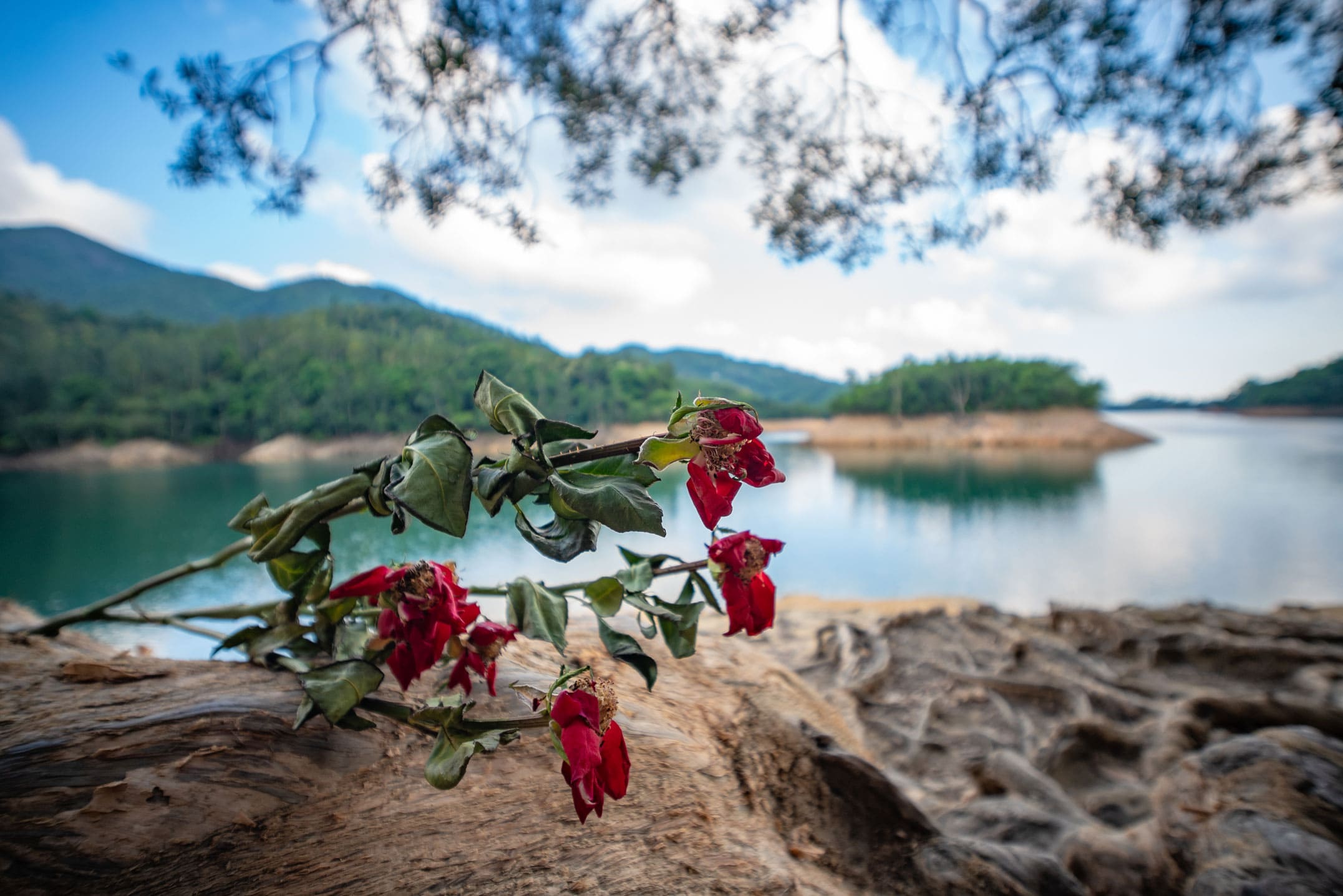 Obiektyw Venus Optics Laowa 10 mm f/4,0 Cookie dla Nikon Z
