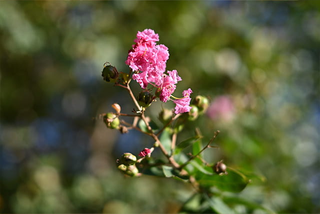 Nikon Nikkor Z 40mm f/2 (SE)
